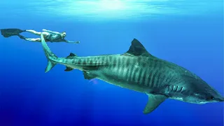 I Swam with TIGER SHARKS in French Polynesia