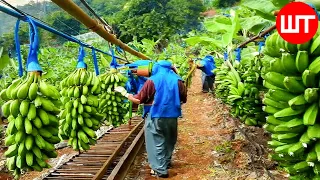 How Millions of Banana Harvested & Processed | Banana Chips Factory🍌