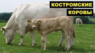 Разведение костромской породы коров как бизнес идея | Костромская корова