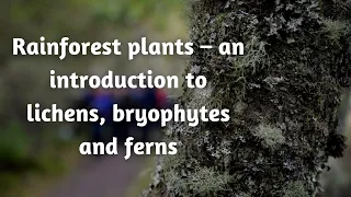 Rainforest plants – an introduction to lichens, bryophytes and ferns