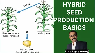 HYBRID SEED PRODUCTION   BASICS