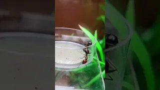 Fourmis VS acier ! (Camponotus nicobarensis)