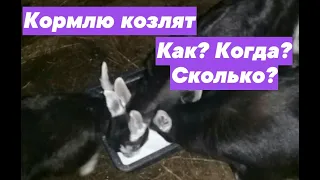 ПОЯВИЛИСЬ КОЗЛЯТА. КОРМЛЮ: ЧЕМ? СКОЛЬКО? КОГДА?