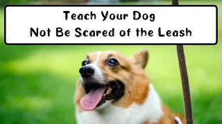 Teaching a Dog Not to Be Scared of a Leash | What to do if Your Dog Won't Let You Put The Leash On