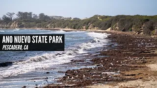 Año Nuevo State Park: Hiking to the Elephant Seal Viewpoints