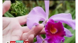 Швидка допомога для орхідей - Зелена ділянка