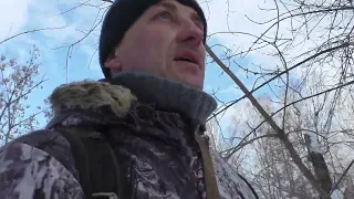 Охота на куницу  с лайкой в Омской области 2023