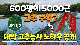 고추 이렇게 다수확 하는건 처음봅니다 비법 노하우 모두 공개, 600평에서 5000근 수확하는 고추농부 고추재배 고추