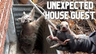 Unexpected House Guest: A Mother Raccoon and Her Adorable Babies