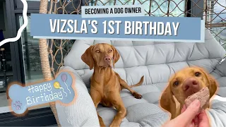 Watch our Vizsla's First Birthday Celebration: Steak Dinner, Cookies, and Toys!