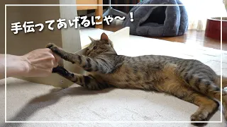 新しい爪とぎの組み立てを手伝ってくれる？子猫