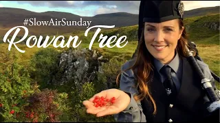 Rowan Tree #SlowAirSunday