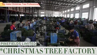 Pinefields Christmas Tree Factory