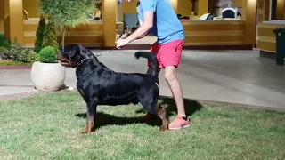 TIMIT TOR ROTTWEILER KENNEL SERBIA MAY JUNE 2018