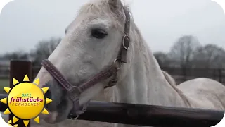 Letzte Hoffnung Pferdeklappe - wenn das Pferd zu teuer wird | SAT.1 Frühstücksfernsehen