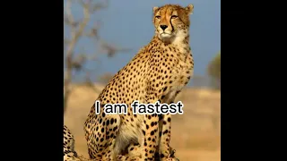 lion whatsapp status so i am king sigma rule