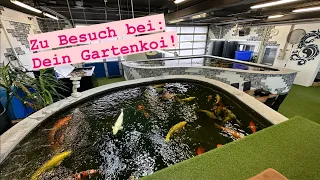 Zu Besuch bei: Dein Gartenkoi! Eine fantastische Verkaufsanlage mit Koi vom Tosai bis zum Jumbo!