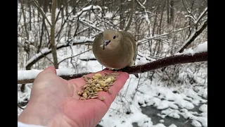 Hand-feeding Birds in Slow Mo - Mourning Dove