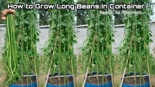 Growing Long Beans in Container at Home / How to Grow Long Beans in Pots, Easy for Beginners