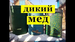 Пчелиные ловушки для дикого меда / Рамки для ульев