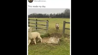Alpacas jumping over puddle #Funnyvideos #Comedy #Shorts #Memes #Animals #Trending #Viral #Fyp