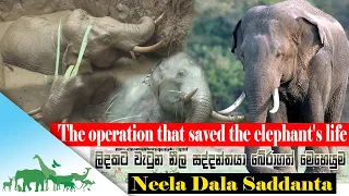 The Operation that saved the elephant's life | BBC Earth | Animal world