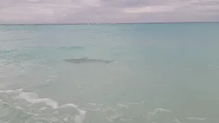 Requin à Cayo Largo/ Shark at Cayo Largo Cuba