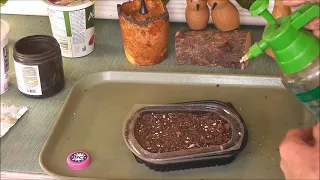HYDROPONICS, Preparing a  self watering container  for starting seeds