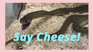 How African Egg-Eating Snakes Eat!