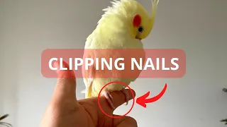 Clipping My Female Cockatiel Nails