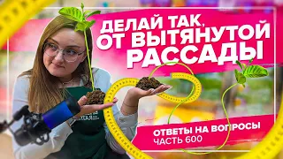 ТАКОЙ НАВОЗ ИСПОЛЬЗОВАТЬ НЕЛЬЗЯ! Почему тянется рассада и ответы на другие вопросы!