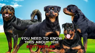 Know this FIRST before you get a Rottweiler