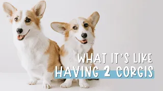 What It's Like Having 2 Corgis | What It's Like Owning a Corgi