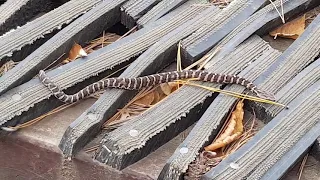 치악산 맹독🐍[ 까치 살모사=칠점사 ]🥶심약자 시청금지!! A poisonous snake I met on the way to Chiaksan Mountain