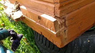 Продолжают гибнуть пчелы. Прилетел первый рой в этом 2019г прямо в улей!)