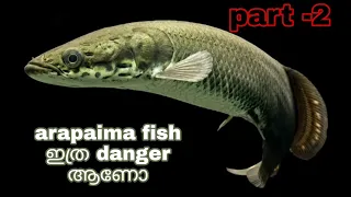 Arapaima fish in kerala / arapaima fish / arapaima കേരളത്തിൽ  / arapaima യുടെ ഡീറ്റൈൽഡ് റിവ്യൂ part2