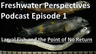 Freshwater Perspectives Podcast Ep 1: Larval Fish and the Point of No Return