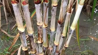Pb 434 sugarcane variety ।