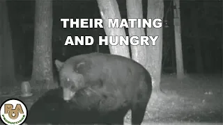 Bears Mating