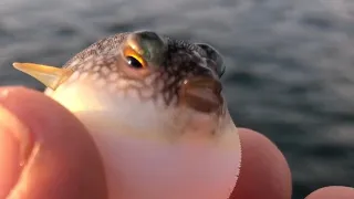 かわいいフグちゃん🐡