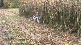 German Shorthaired Pointers Pheasant Hunting NH 2012 hen in corn