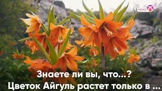 Знаете ли вы, что...? Цветок Айгуль растет только в ...