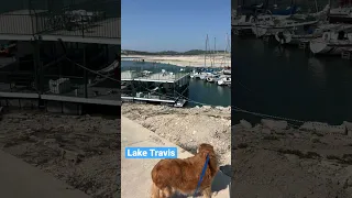 Low Lake Levels on Lake Travis #vlog #shorts #travel #texas #family #dog #laketravis #austin