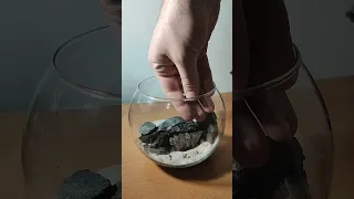 Creating a Stunning Paludarium in an Aquarium Sphere