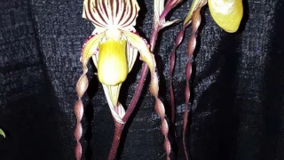 Мои Венерины башмачки весной. Paphiopedilum. Уход, свет для орхидей, полив и удобрение. Цветение.