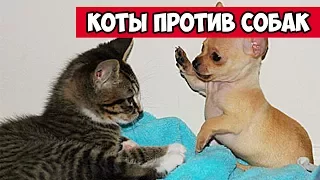 Коты против собак  | Bazuzu Video ТОП подборка июль 2017
