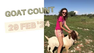 Goat count 29 Feb 2024