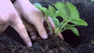 Build a Mound and Plant a Strawberry #strawberrygrowing