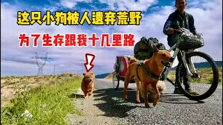 一只被遗弃荒野的小狗，跟我跑了十几里路，我决定救助它 ｜流浪生活 ｜樂浪星