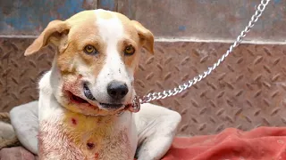 Dog's amazing recovery after leopard attack left him horrifically wounded.